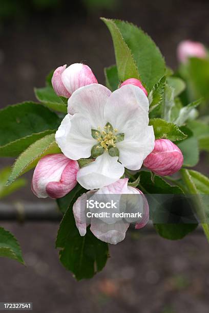 アップルの花が満開のステージ - リンゴの花のストックフォトや画像を多数ご用意 - リンゴの花, 花, おしべ