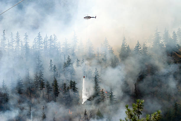 firefighting a forest fire with white smoke - wildfire smoke 個照片及圖片檔