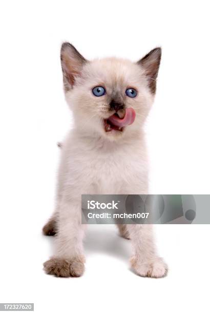 Tiere Isolierte Katzenjunges Stockfoto und mehr Bilder von Hauskatze - Hauskatze, Fell, Fotografie