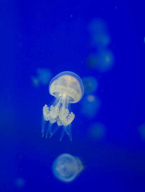ベビークラゲ - jellyfish underwater water light ストックフォトと画像