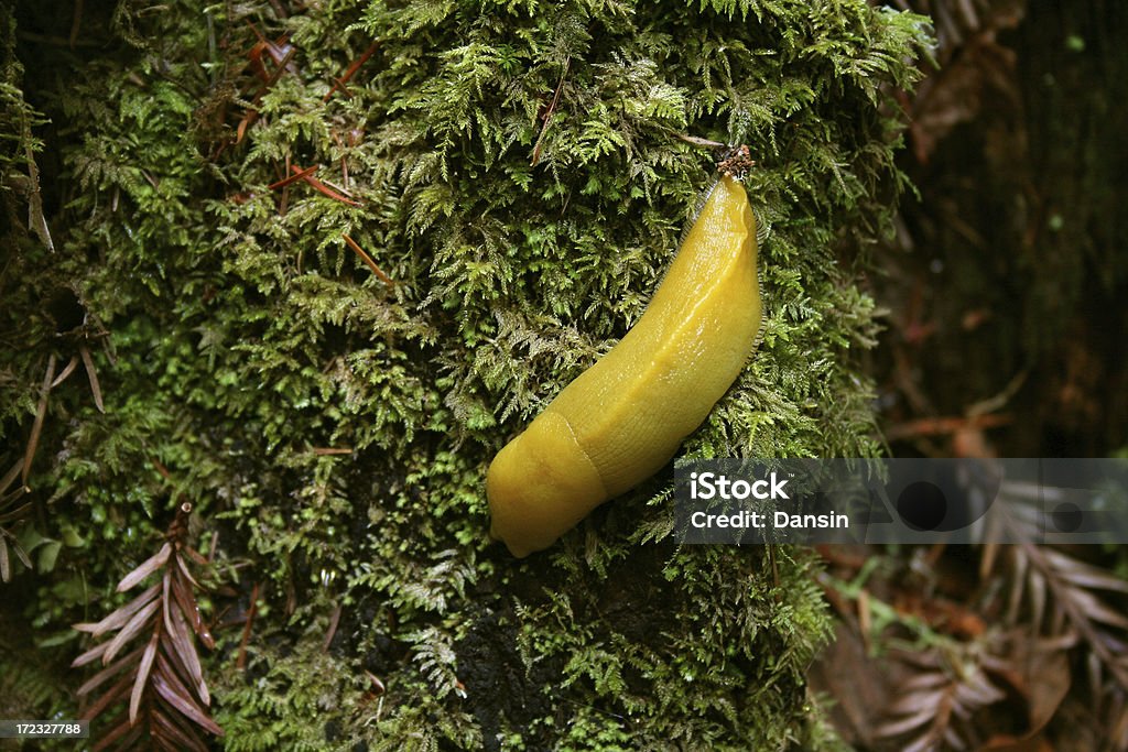 Bananenschnecke auf Baum - Lizenzfrei Bananenschnecke Stock-Foto