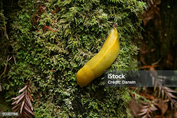 Bananenschnecke Auf Baum Stockfoto und mehr Bilder von Bananenschnecke - Bananenschnecke, Redwoodbaum, Ekel