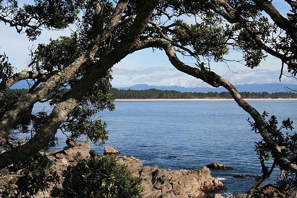 matakana island, nuova zelanda - wavelet foto e immagini stock