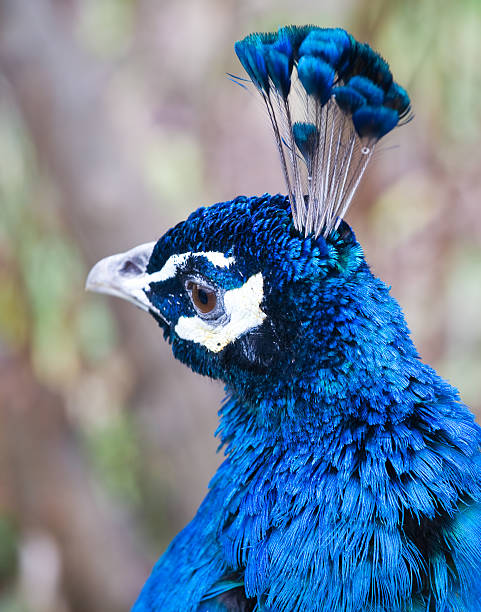Peacock portrait stock photo