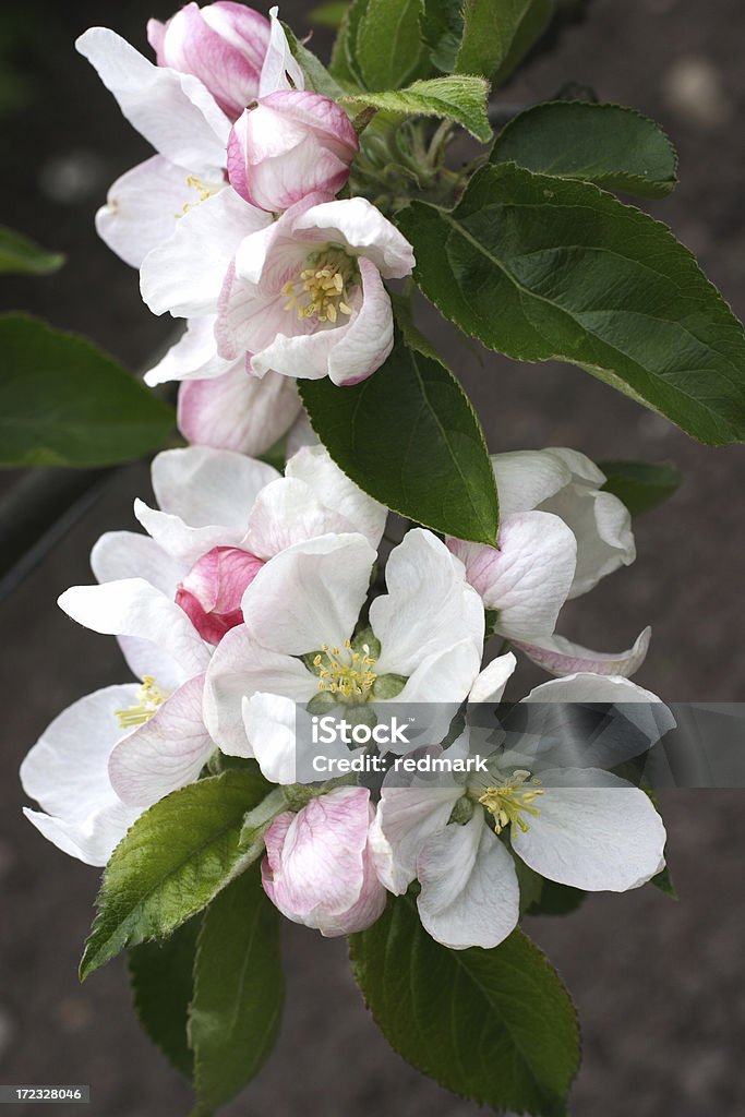 Flores de maçã na Primavera e Verão precoce - Royalty-free Flor Foto de stock