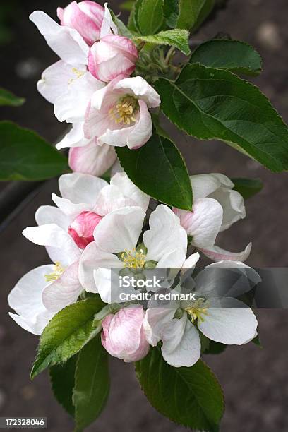 Flores De Maçã Na Primavera E Verão Precoce - Fotografias de stock e mais imagens de Flor - Flor, Natureza, Primavera - Estação do ano