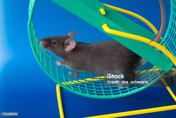 Lab Mouse Stock Photo - Download Image Now - Mouse - Animal, Wheel, Exercising