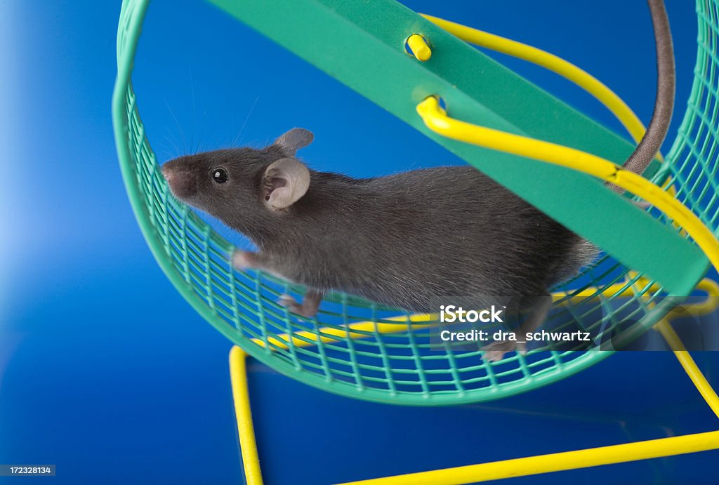 Rato de laboratório - Foto de stock de Camundongo royalty-free