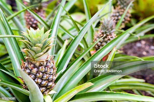Hawaiian Ananas Stockfoto und mehr Bilder von Ananas - Ananas, Pflanze, Feld