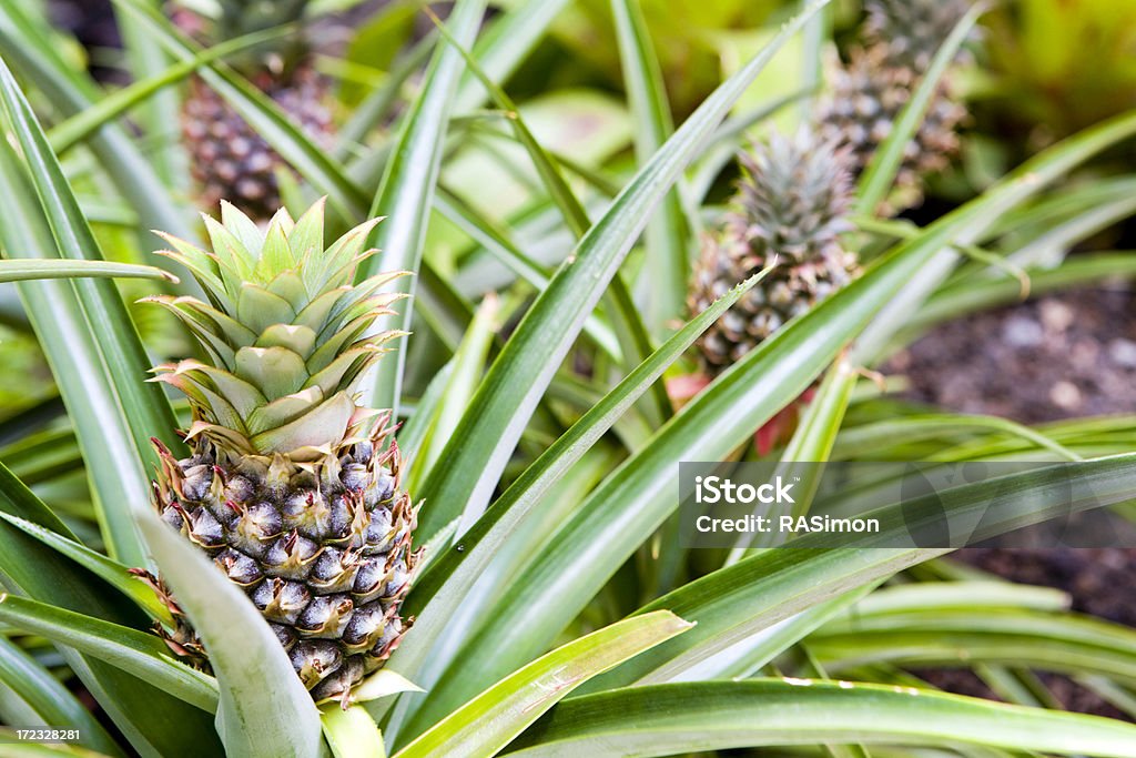 Hawaiian Ananasy - Zbiór zdjęć royalty-free (Ananas)