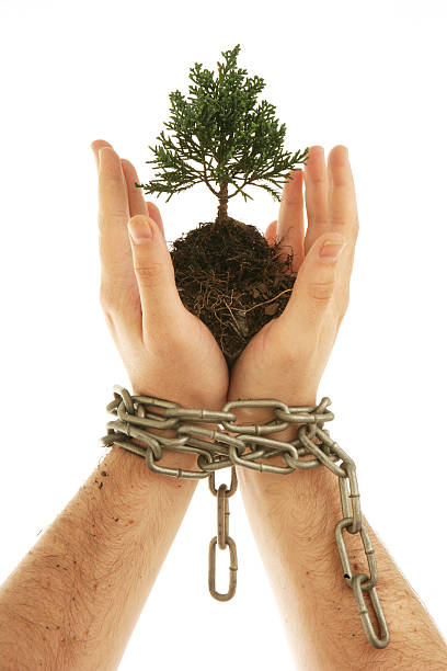środowisko - development tree human hand bonsai tree zdjęcia i obrazy z banku zdjęć