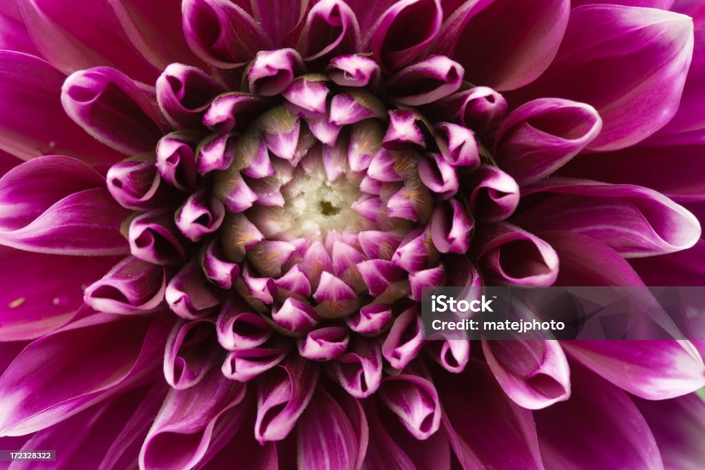 パープルの花ディテール - カラー画像のロイヤリティフリーストックフォト