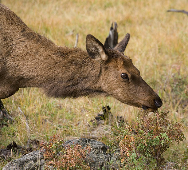 Elk à manger - Photo