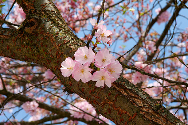 Cherry Blossom stock photo