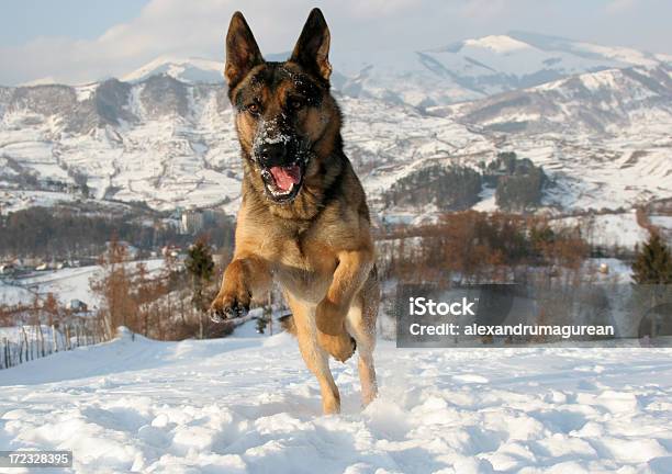 Foto de Cão Pastor Alemão Pulando Na Neve e mais fotos de stock de Agilidade - Agilidade, Alegria, Amizade