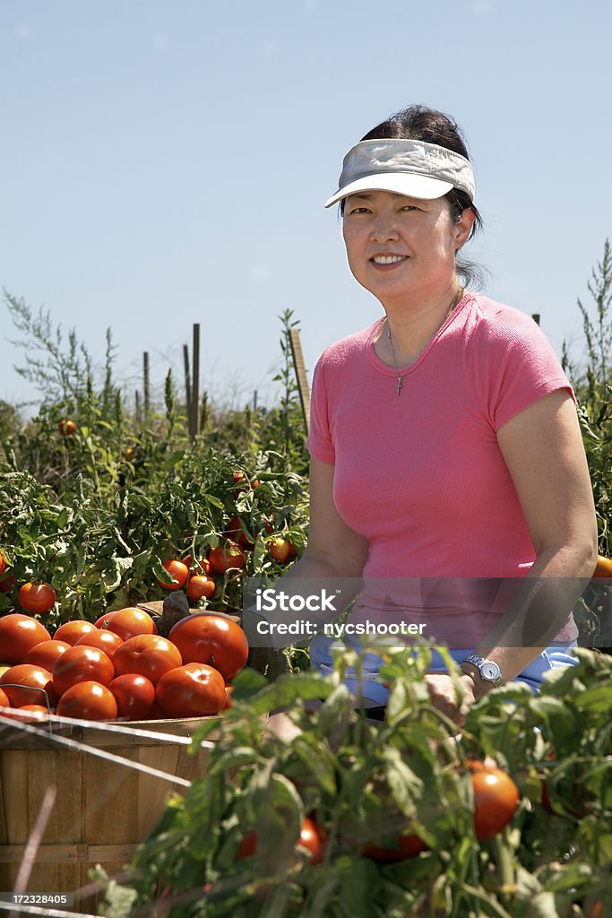 Mujer en el jardín de tomates retiro - Foto de stock de Actividades recreativas libre de derechos