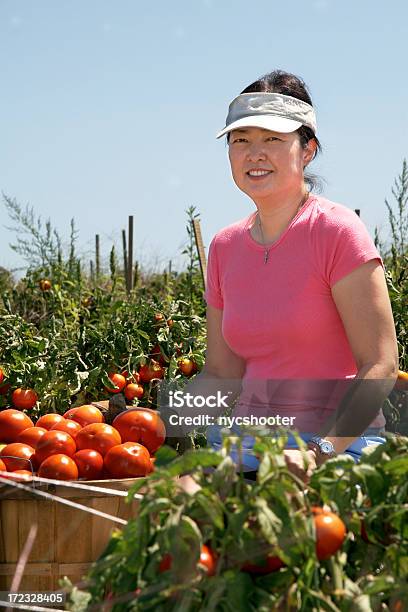 Mujer En El Jardín De Tomates Retiro Foto de stock y más banco de imágenes de Actividades recreativas - Actividades recreativas, Adulto, Adulto maduro