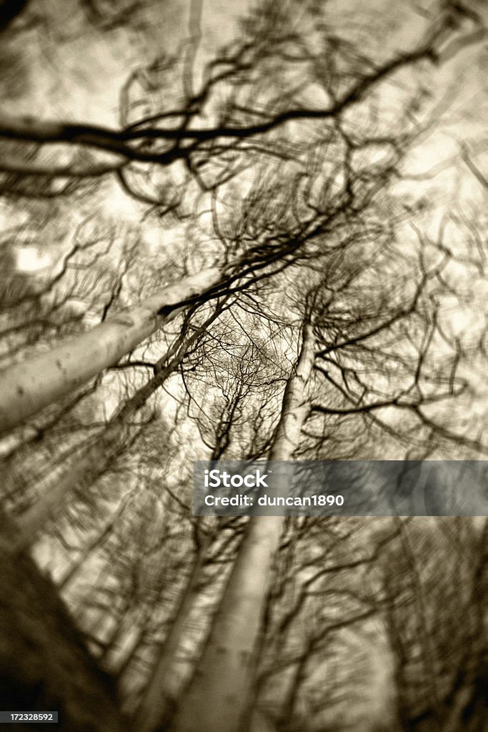 Obsesionado bosque XXL - Foto de stock de Boscaje libre de derechos