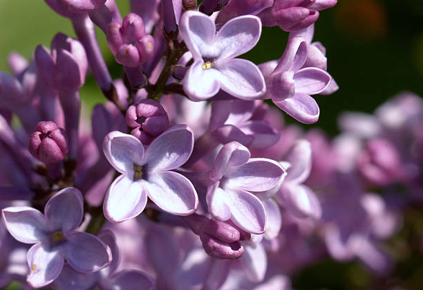 Lilac Flowers Close-up stock photo