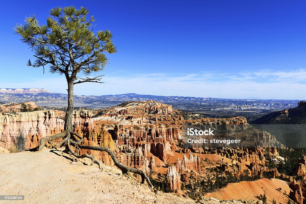 Pino erizo en thr Rim, Bryce Canyon, Utah - Foto de stock de Aire libre libre de derechos