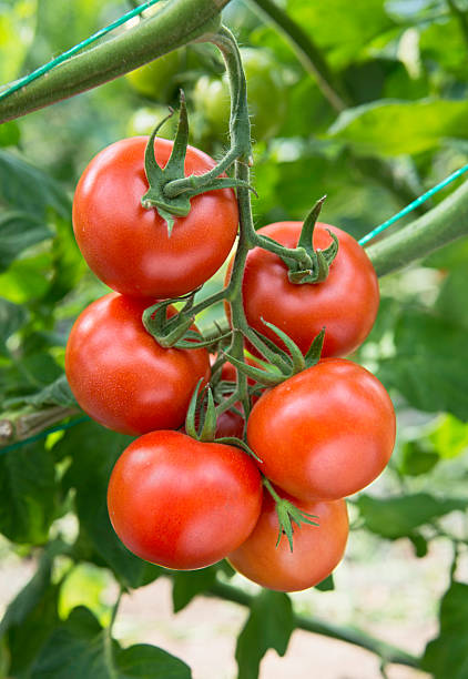 tomates de vigne - hanging from the vine photos et images de collection