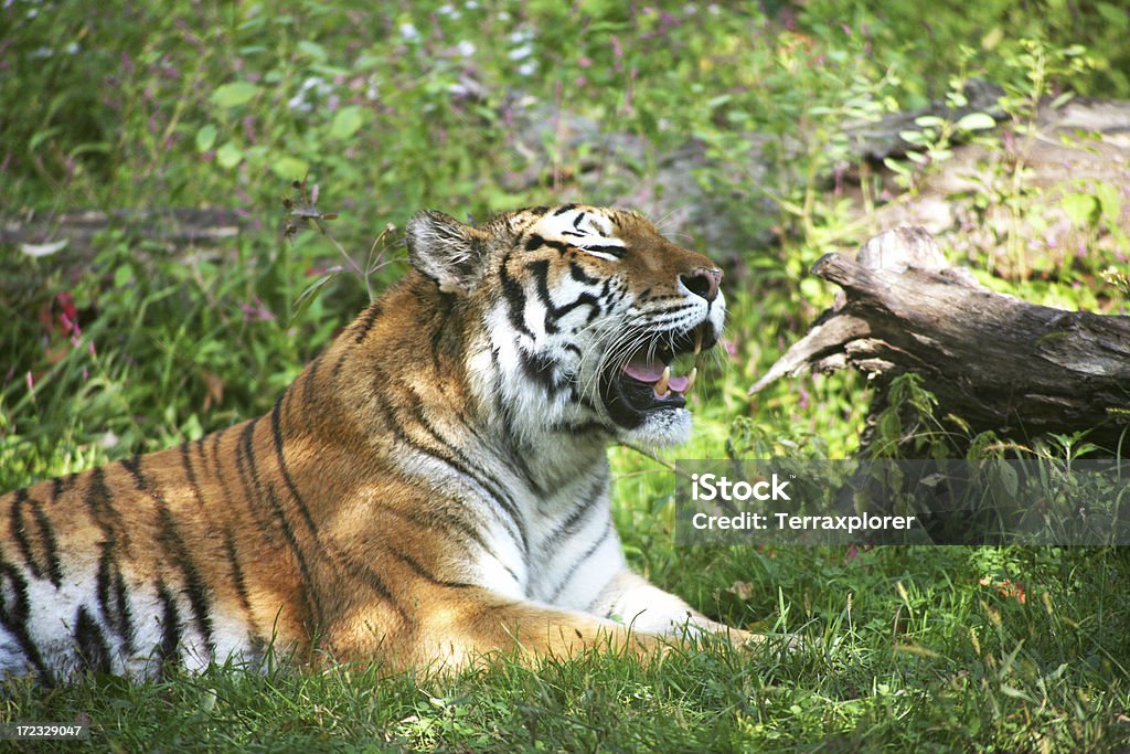 Tiger Yawning Siberian tiger resting in the shade, Bronx Zoo, New York City, NY, USA. Animal Stock Photo