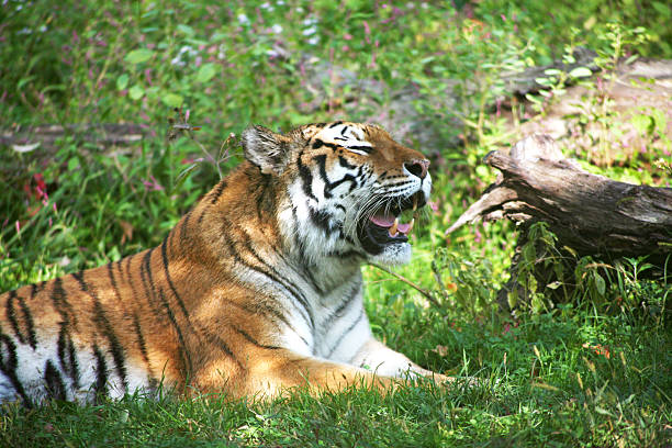 Bronx zoo tiger hi-res stock photography and images - Alamy