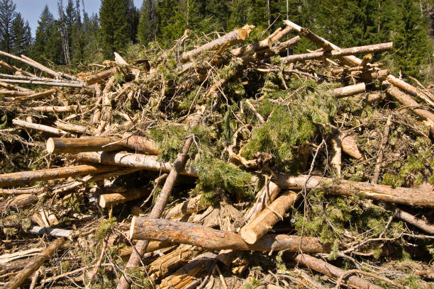Detritus from deforestation.