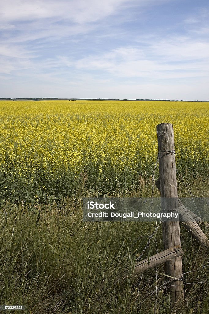 Укороченный топ Prairie канолового и забор после - Стоковые фото Без людей роялти-фри