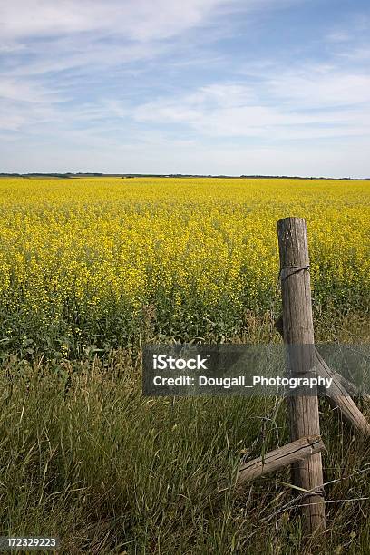 Укороченный Топ Prairie Канолового И Забор После — стоковые фотографии и другие картинки Без людей - Без людей, Вертикальный, Жёлтый