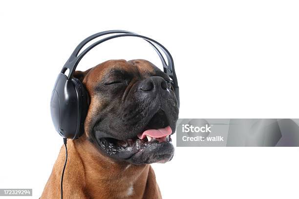 Dj Stock Photo - Download Image Now - Dog, Headphones, Humor