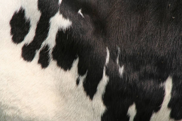 istock Cow skin / fur # 2 172329333