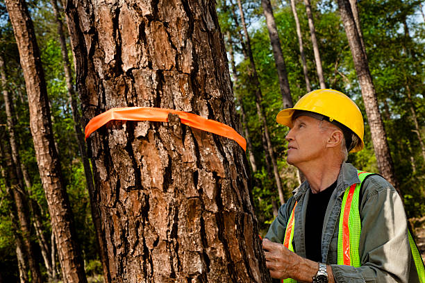 istock Forester, surveyor or builder marking trees with orange ribbon. 172329344