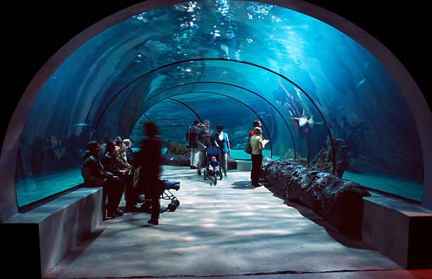 people in a water tunnel. - aquarium fotos stockfoto's en -beelden