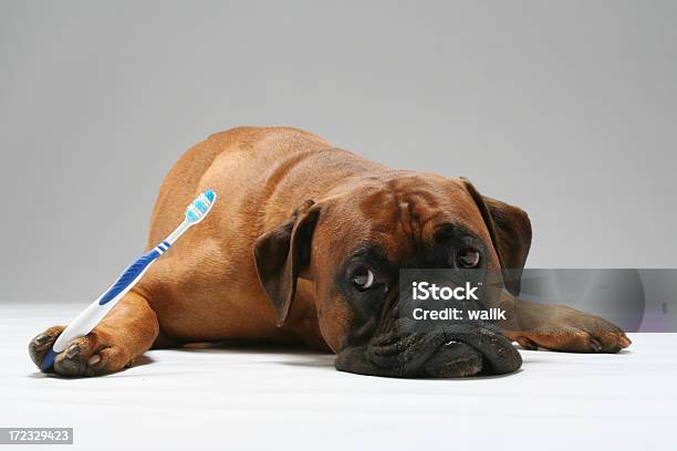 Cachorro Com A Escova De Dentes - Fotografias de stock e mais imagens de Animal - Animal, Higiene Dental, Alegria