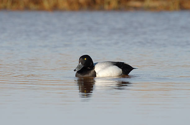 istock Aythya marila, Scaup, single duck floatin. 172329428