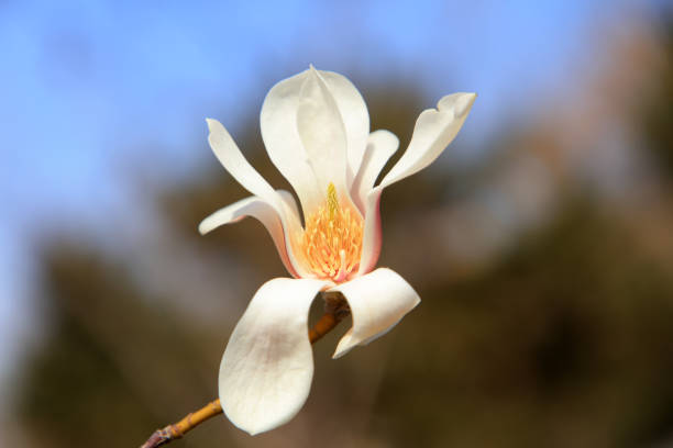 fleurs de magnolia en fleurs dans le ciel bleu - spring magnolia flower sky photos et images de collection