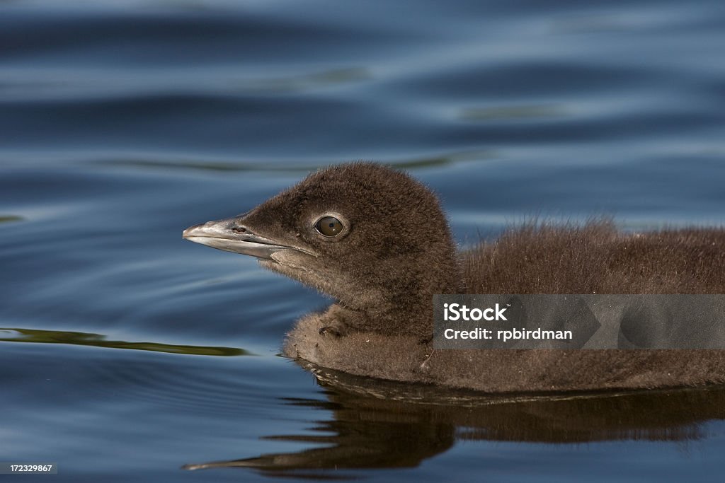 Strolaga maggiore chick - Foto stock royalty-free di Acqua