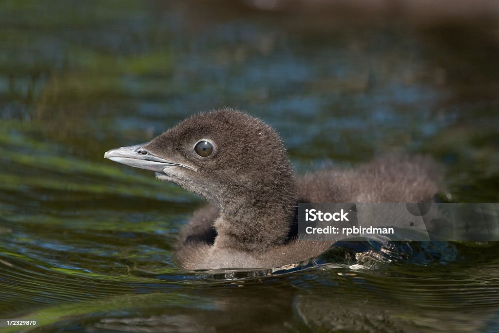 Colimbo grande chick - Foto de stock de Agua libre de derechos