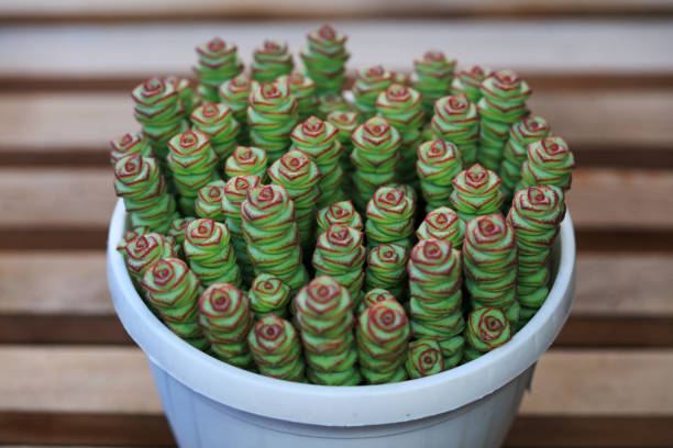 Close up of succulent succulent plants