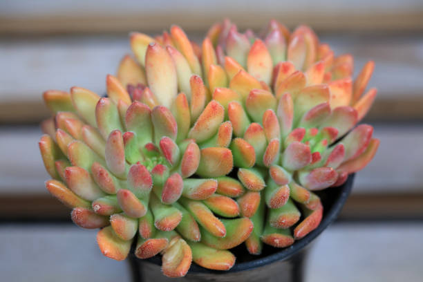 istock Close up of succulent succulent plants 1723302345