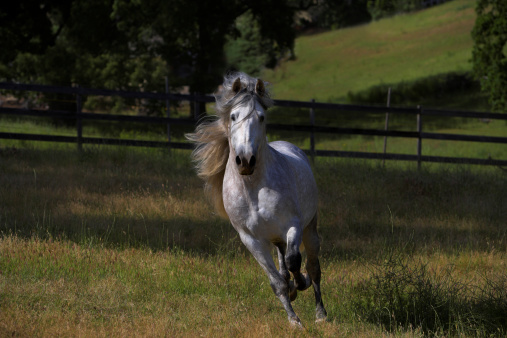 An Andalusian Stallion running in a green field.  Some motion blur.Pure Spanish stallion (Pura Raza Espanola)