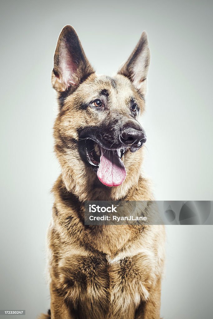 Berger allemand Portrait - Photo de Animal mâle libre de droits