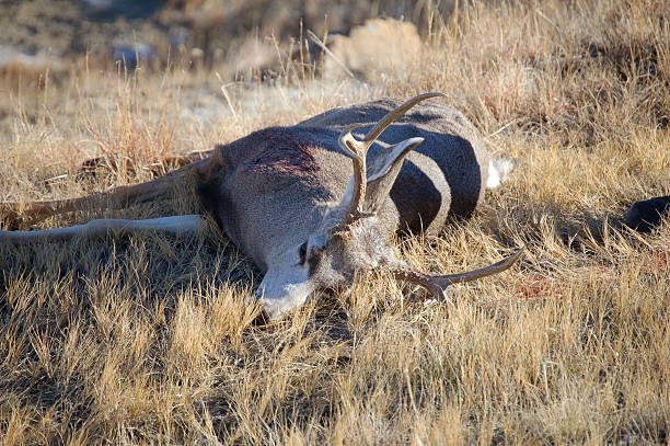 Fallen Mule Deer stock photo