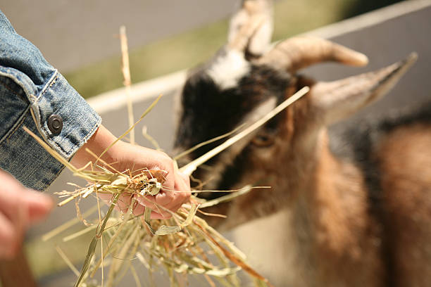 a cabra alimentos - animals feeding animal child kid goat imagens e fotografias de stock
