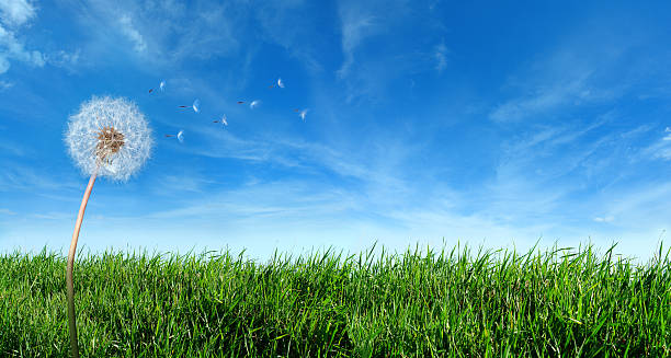 Flying Dandelion Seeds in the Wind SEE MY OTHER SIMILAR PHOTOS:  Lea stock pictures, royalty-free photos & images