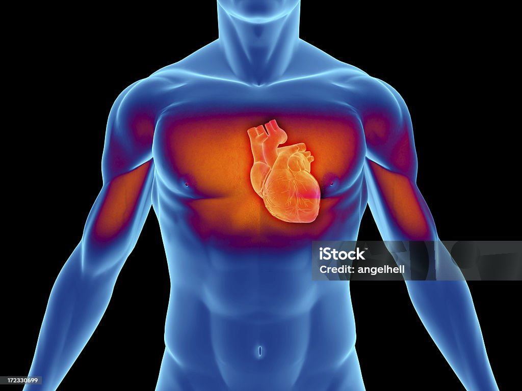 Menschlichen Körper mit Herz für die medizinische Untersuchung - Lizenzfrei Akademisches Lernen Stock-Foto