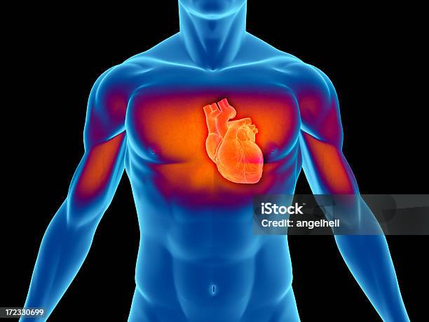 Menschlichen Körper Mit Herz Für Die Medizinische Untersuchung Stockfoto und mehr Bilder von Akademisches Lernen