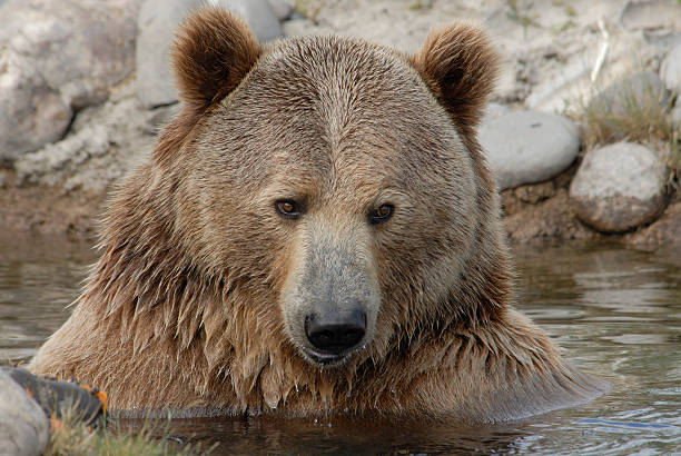 istock Grizzly Bear in Montana 172330723