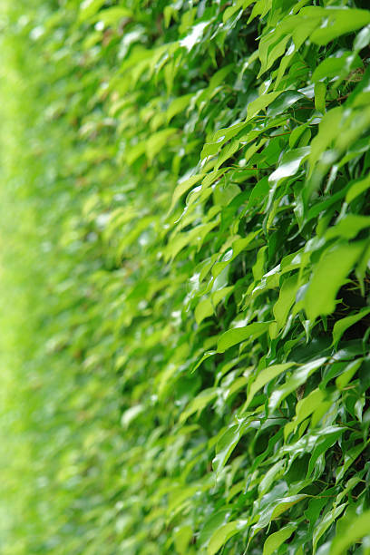 Green Leaves on the Wall stock photo
